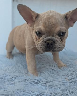 Bulldog francesi blu and tan