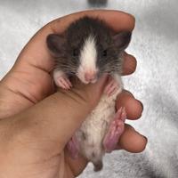 Meravigliosi rattini da compagnia a Venezia