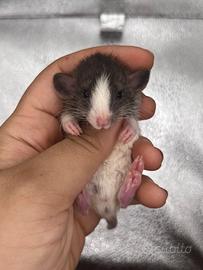 Meravigliosi rattini da compagnia a Venezia