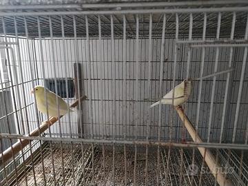 Ultime Coppie Canarini Giallo Avorio