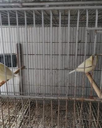 Ultime Coppie Canarini Giallo Avorio