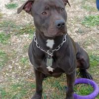 American Pitbull Terrier
