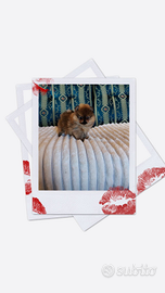 Spitz Pomerania nano