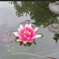 Ninfea rosa