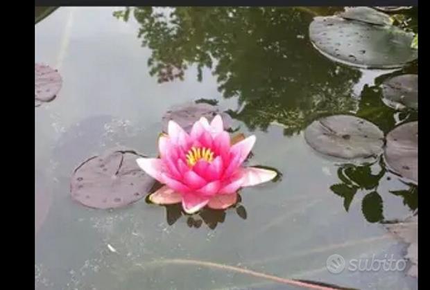 Ninfea rosa