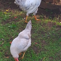 Galline razza legbar opale