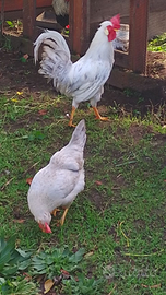 Galline razza legbar opale