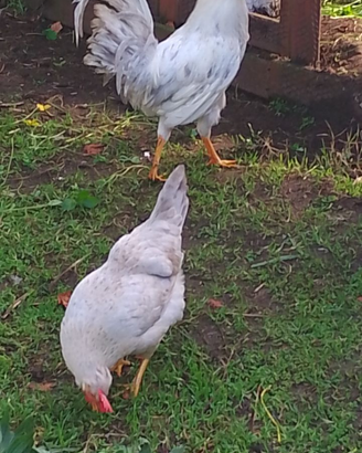 Galline razza legbar opale