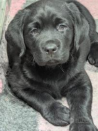 Labrador cuccioli con pedigree