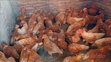 Galline ovaiole