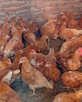 Galline ovaiole