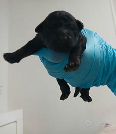 Cane barboncino phantom