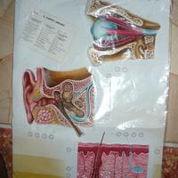 Quadri educativi di anatomia 3D (con parti in rili