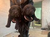 Cucciolo di Labrador Cioccolato con pedigree