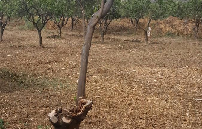 Terreno edificabile San Carlo di condofuri