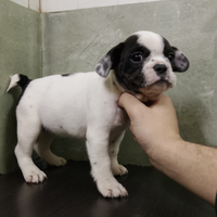 Bulldog francese