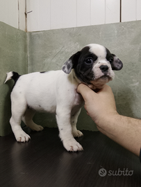 Bulldog francese