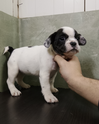 Bulldog francese