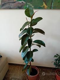 ficus elastica