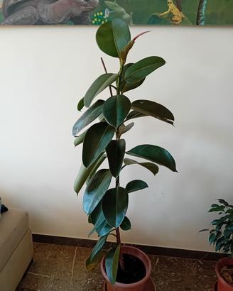 ficus elastica