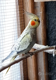 Pappagalli calopsite