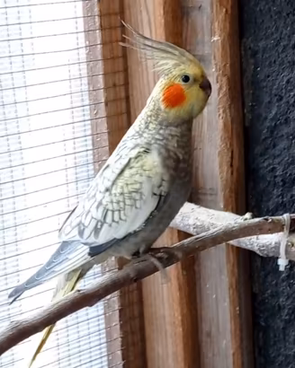 Pappagalli calopsite