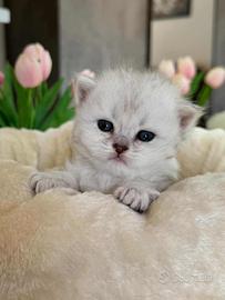 Gattino British Long Hair (Maschietto)