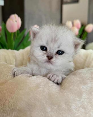 Gattino British Long Hair (Maschietto)