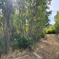 Terreno agricolo piantumato ad eucalipto