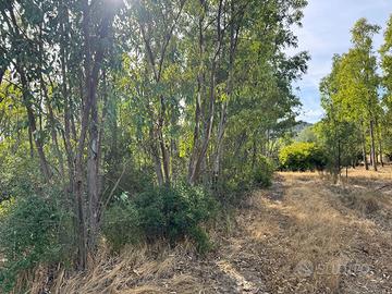 Terreno agricolo piantumato ad eucalipto