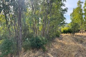 Terreno agricolo piantumato ad eucalipto