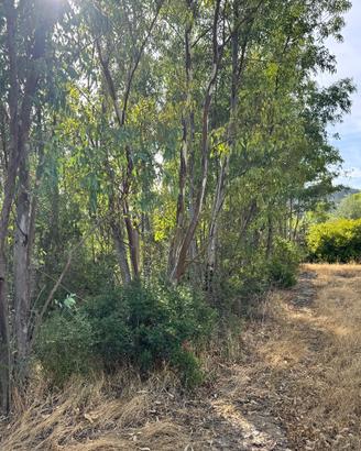 Terreno agricolo piantumato ad eucalipto