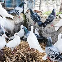 Colombi viaggiatori da competizione