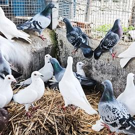 Colombi viaggiatori da competizione