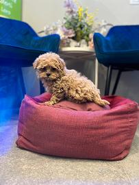 Cucciola maltipoo toy mini albicocca