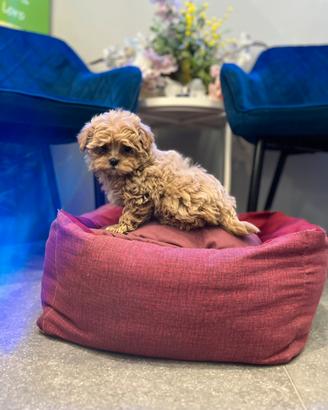 Cucciola maltipoo toy mini albicocca