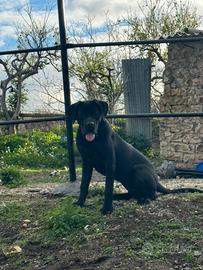 Cane corso