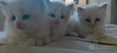 Cuccioli di Ragdoll