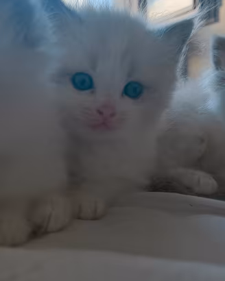 Cuccioli di Ragdoll
