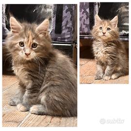 Piccola cucciola di Maine coon