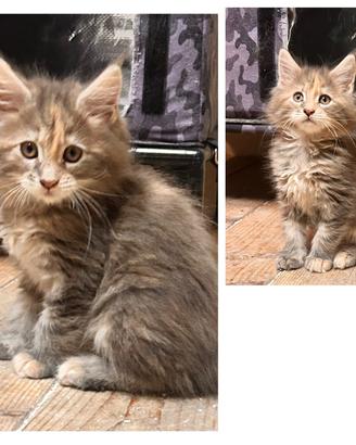 Piccola cucciola di Maine coon