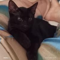 Vasco gattino 3 mesi
