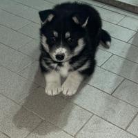 Cuccioli di Husky