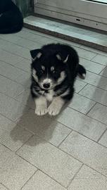 Cuccioli di Husky
