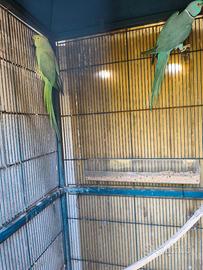 2 coppie parrocchetti dal collare