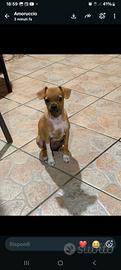 Chihuahua toy