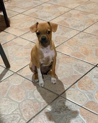 Chihuahua toy