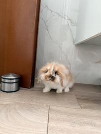 Coniglio nano ariete femmina