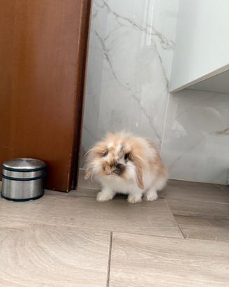 Coniglio nano ariete femmina