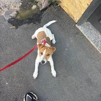 Jack Russell per monta